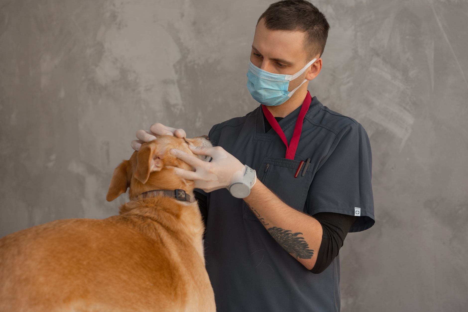 UK Veterinary Sector: Investor & Acquisition Briefing